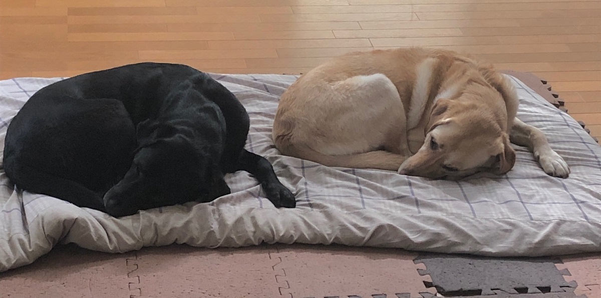 看板犬